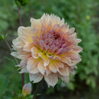 Karmel Korn Dahlia