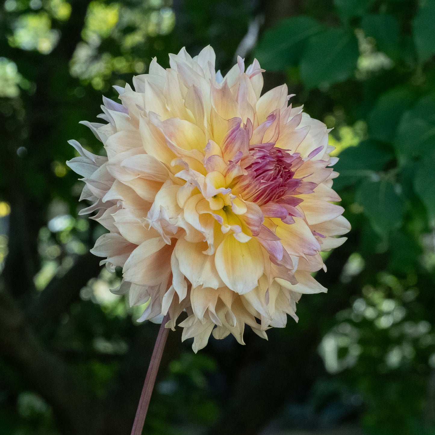 Karmel Korn Dahlia