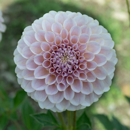 KA's®️ Cinder Rose Dahlia