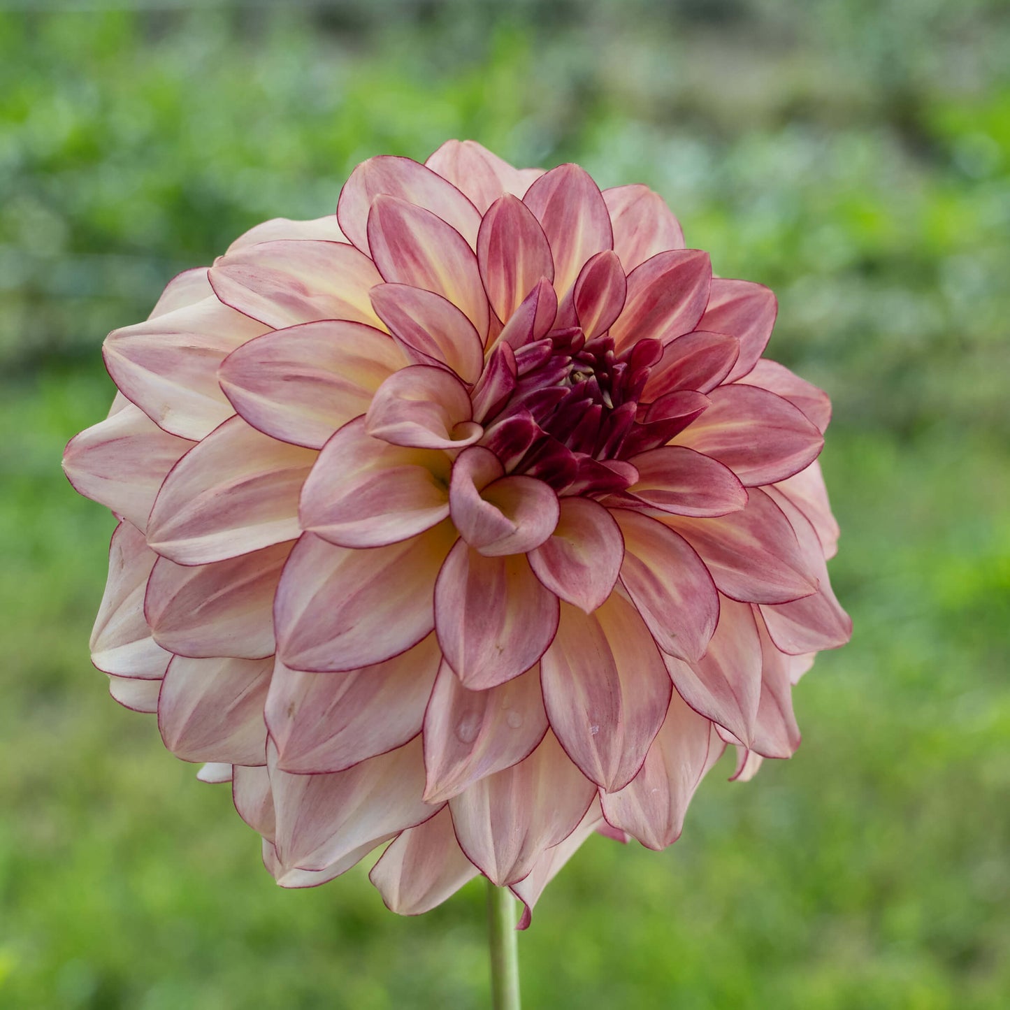 KA's®️ Mocha Katie Dahlia