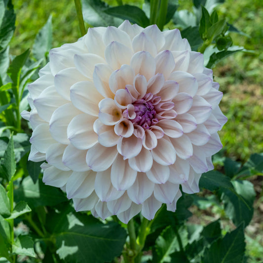 KA's®️ Pearl Dahlia