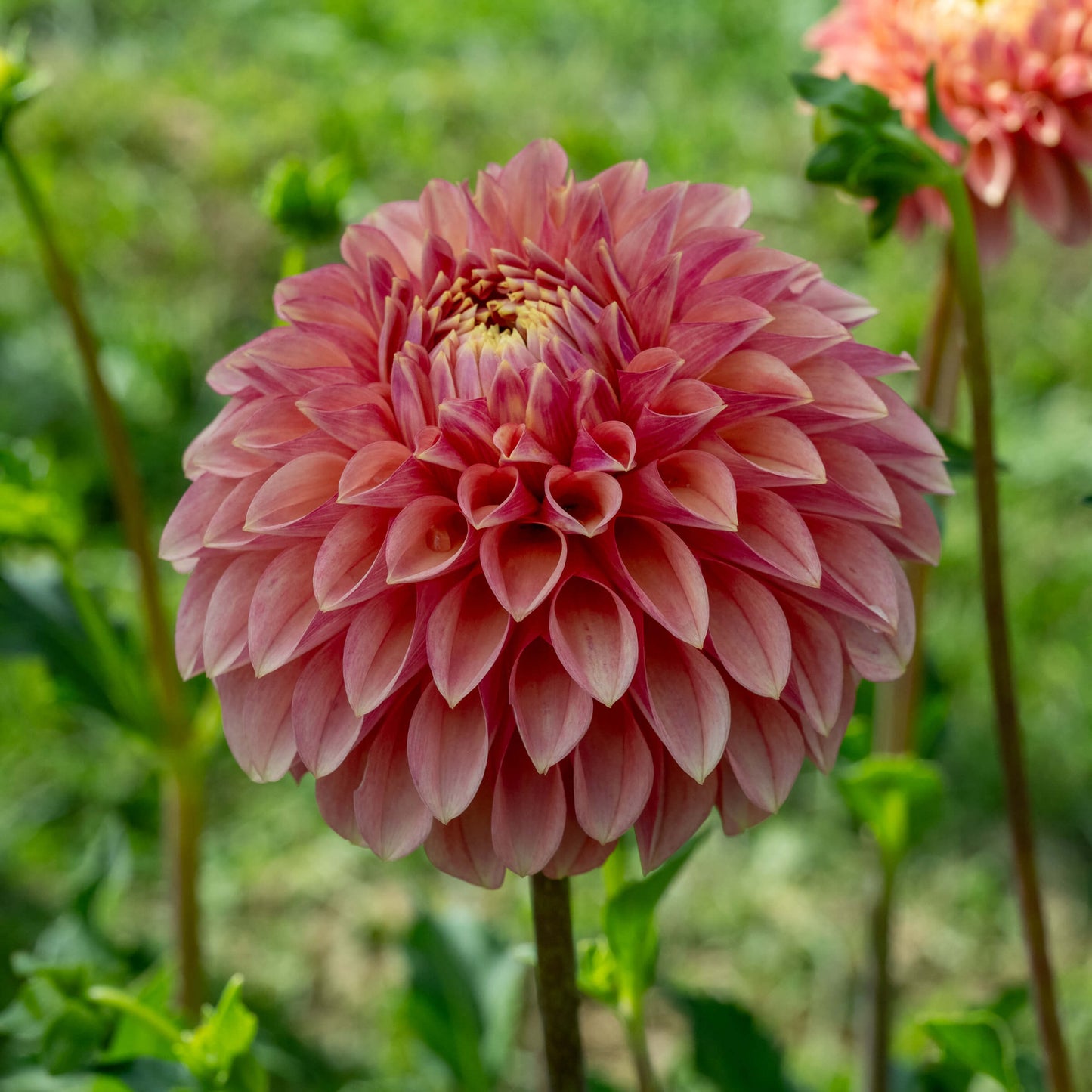 KA's®️ Desert Rose Dahlia