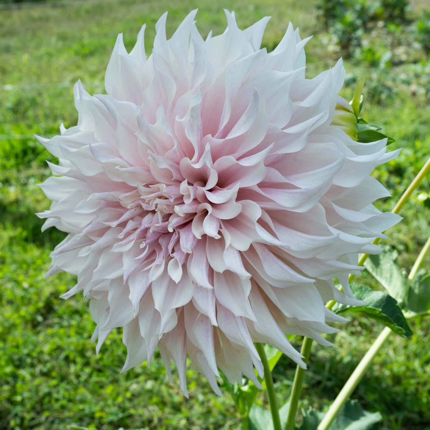 KA's®️ Lavender Blush Dahlia