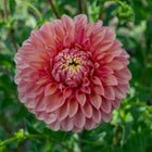 KA's®️ Desert Rose Dahlia