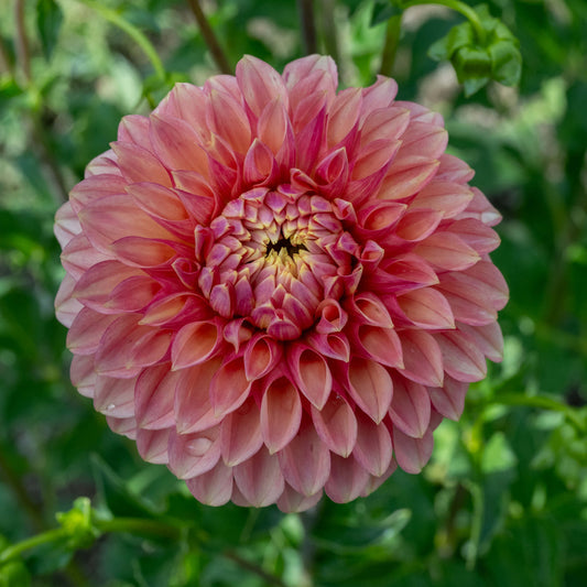 KA's®️ Desert Rose Dahlia