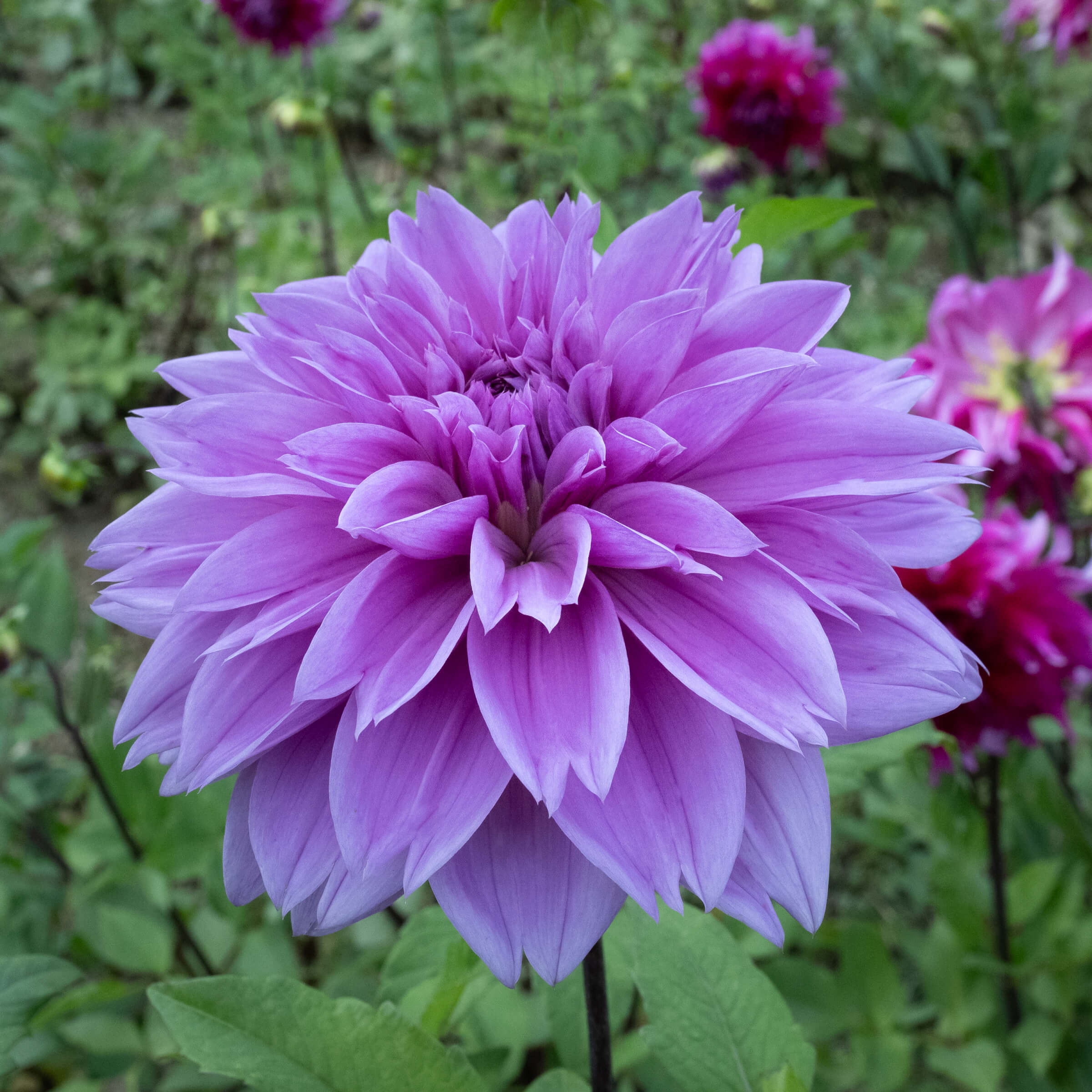 Buy Lilac Time Tuber (Bulb) – Bear Creek Farm