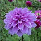 Lilac Time Dahlia