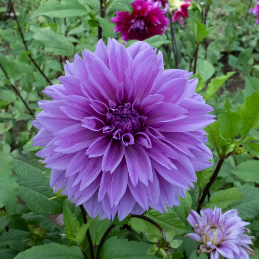 Lilac Time Dahlia