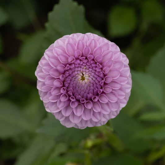 Lipoma Dahlia