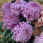 CSA Heritage Chrysanthemums