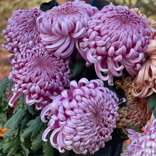 CSA Heritage Chrysanthemums