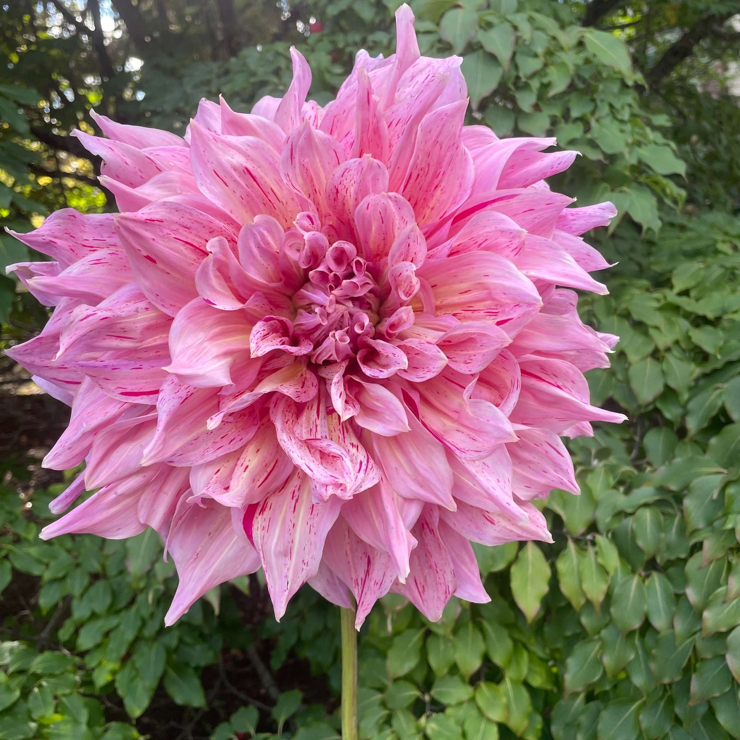 Maki Dahlia