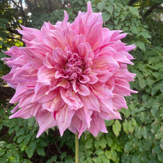 Maki Dahlia