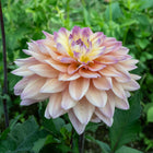 Mondriaan Dahlia