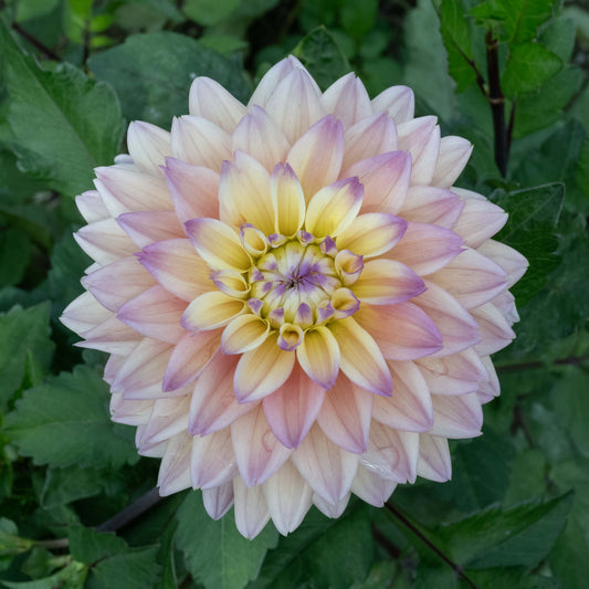 Mondriaan Dahlia