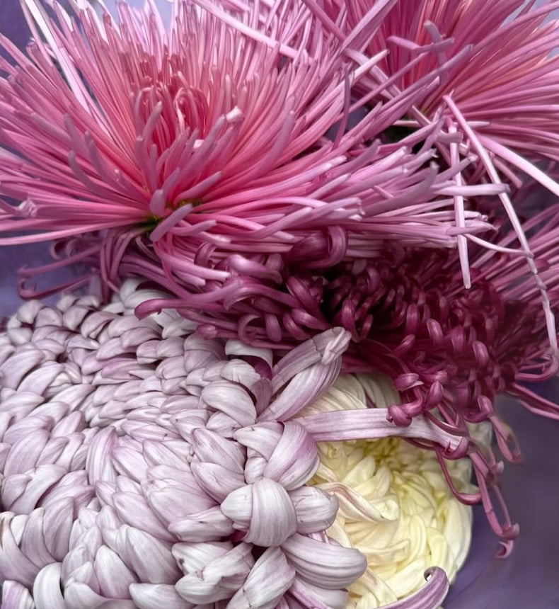 CSA Heritage Chrysanthemums