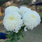 CSA Heritage Chrysanthemums
