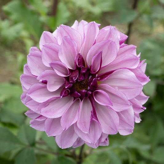 Melissa Anna Marijke Dahlia