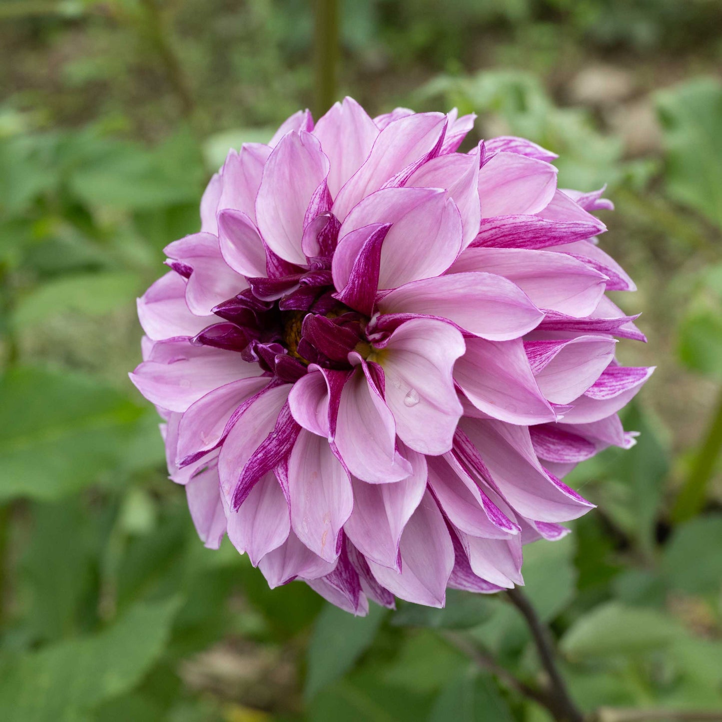 Melissa Anna Marijke Dahlia