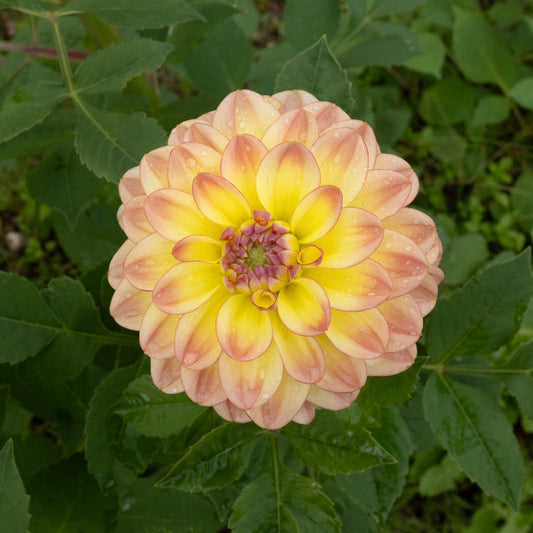 Pacific Ocean Dahlia