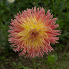 Fringed Star Dahlia