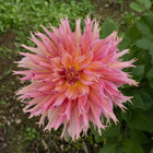 Omega Dahlia