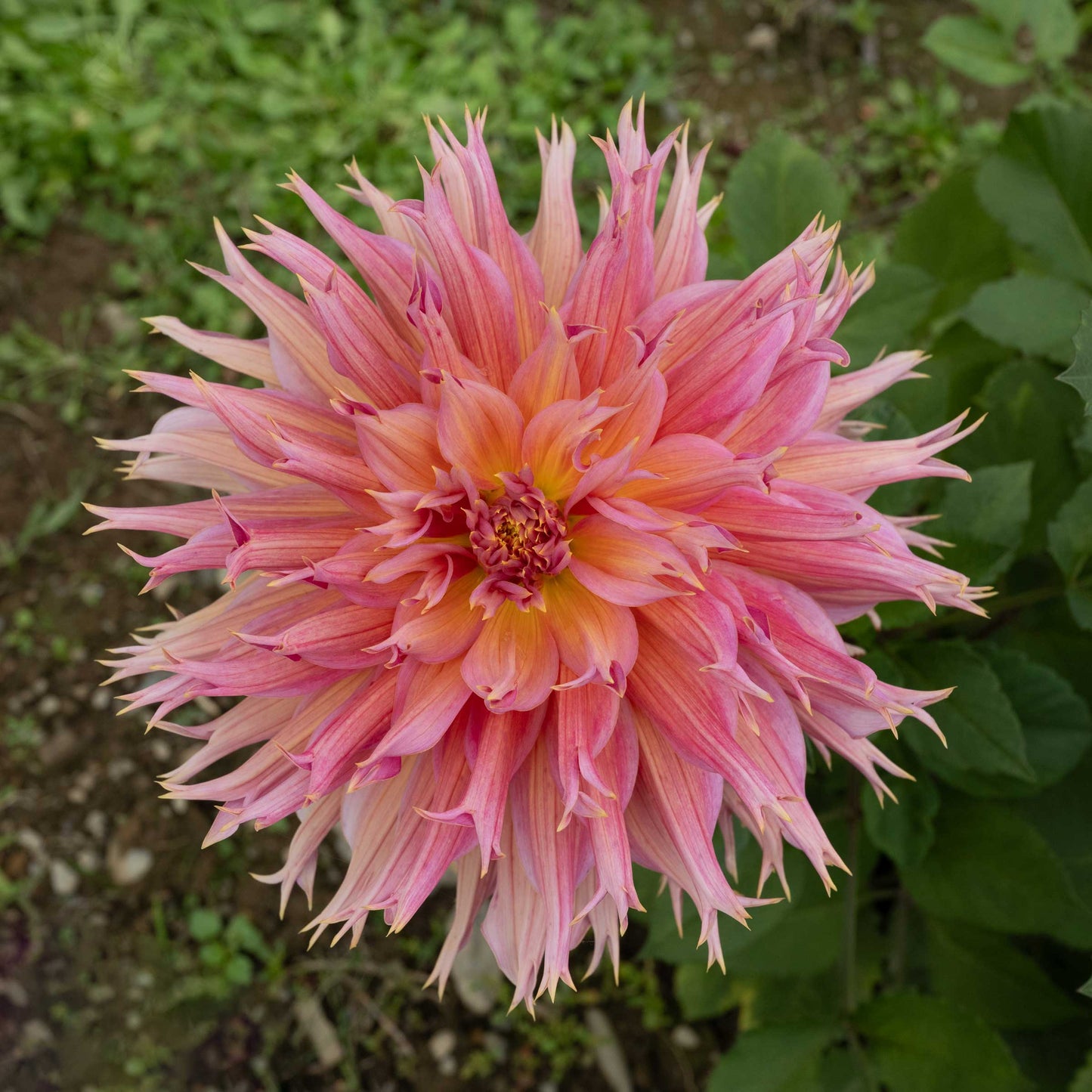 Omega Dahlia