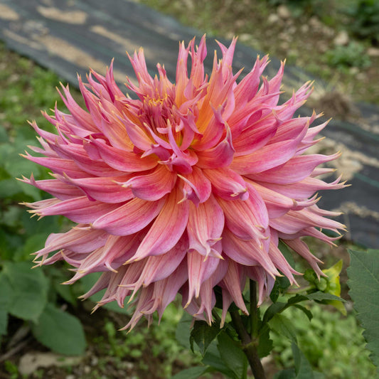 Small Blush Mason Jar with Twine Bow – Backyard Dahlia