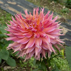 Omega Dahlia