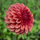 Orange Globe Dahlia