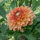 Orange Impact Dahlia