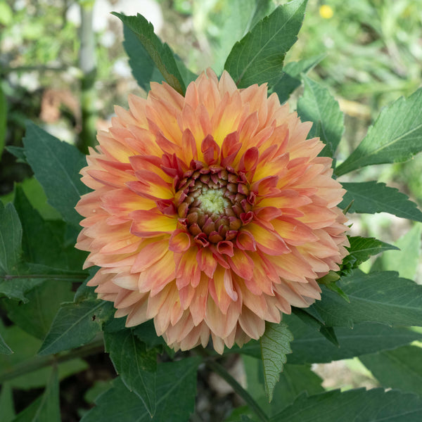 OrangeImpact_6d7f0757-fb5c-