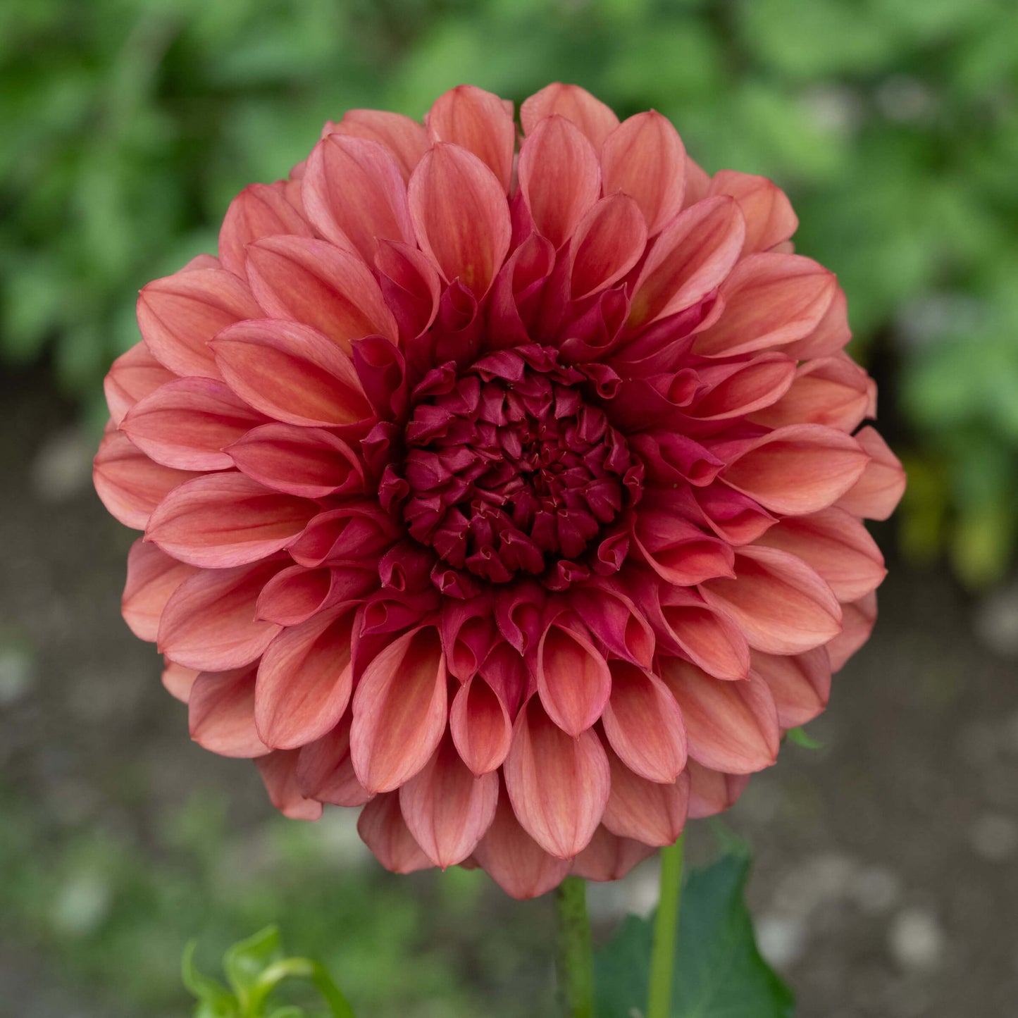 Orange Globe Dahlia