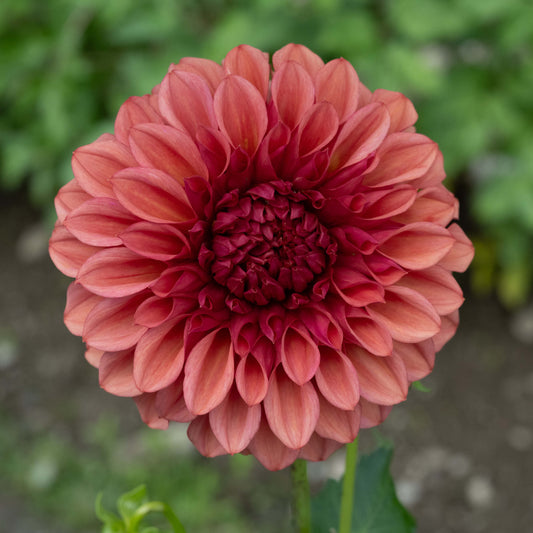 Orange Globe Dahlia