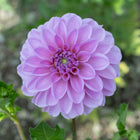 Pink Pop Dahlia