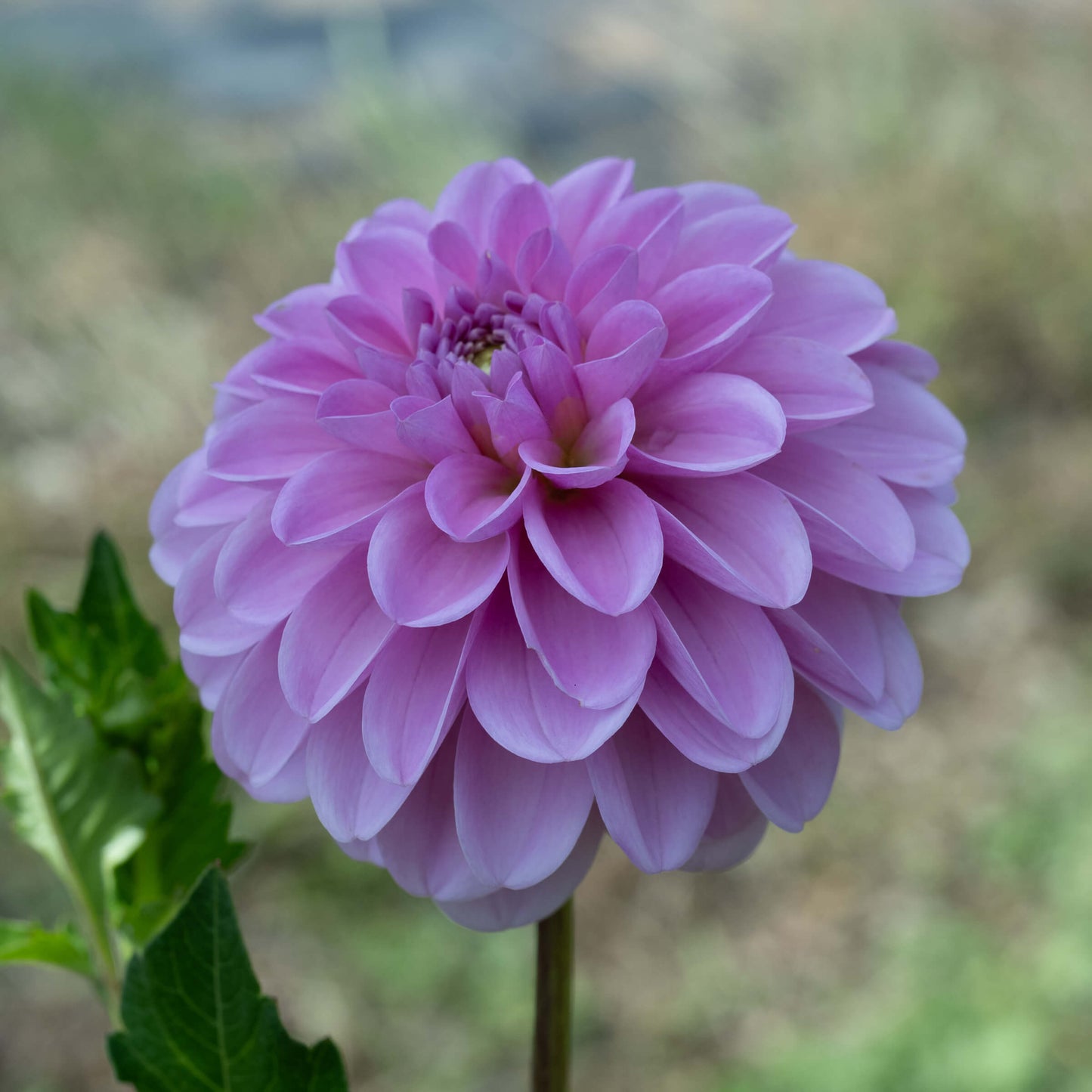 Pink Pop Dahlia