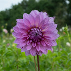 Prins Carnaval Dahlia