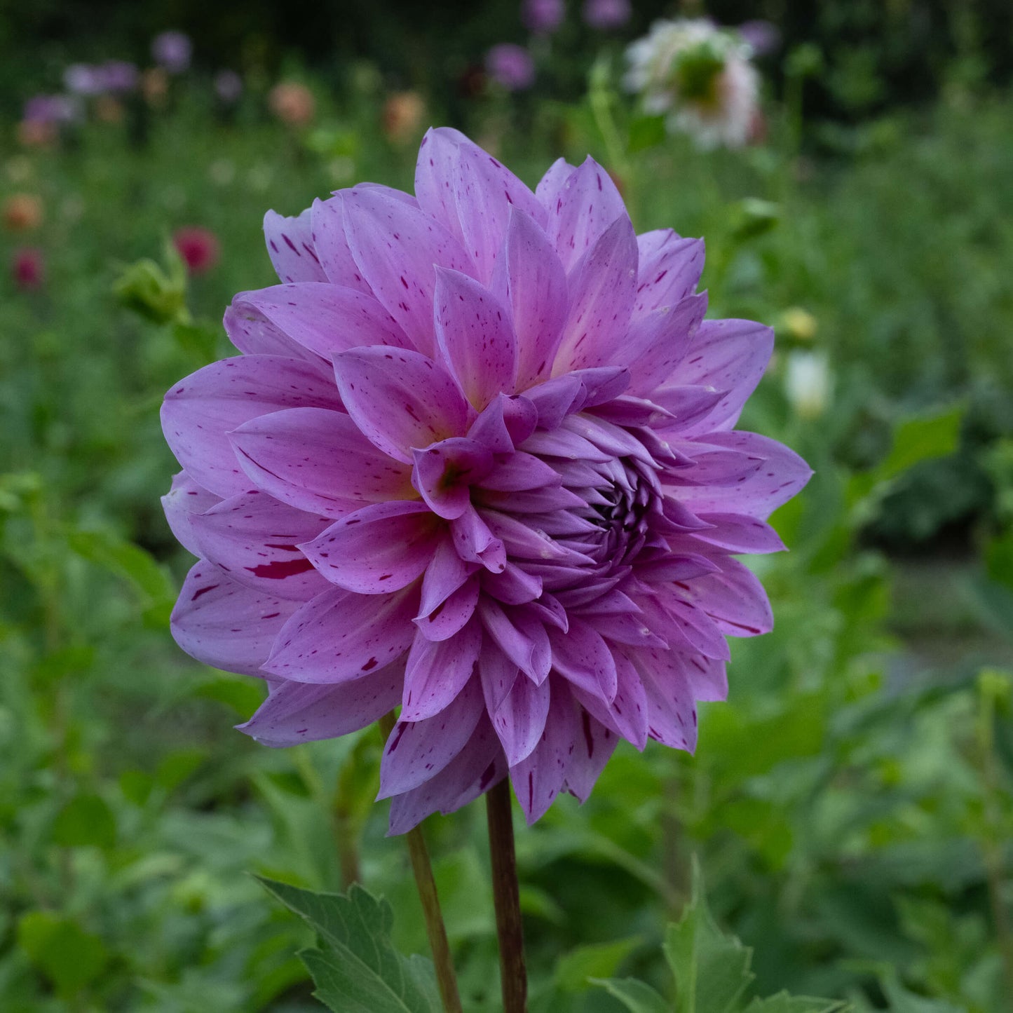 Prins Carnaval Dahlia