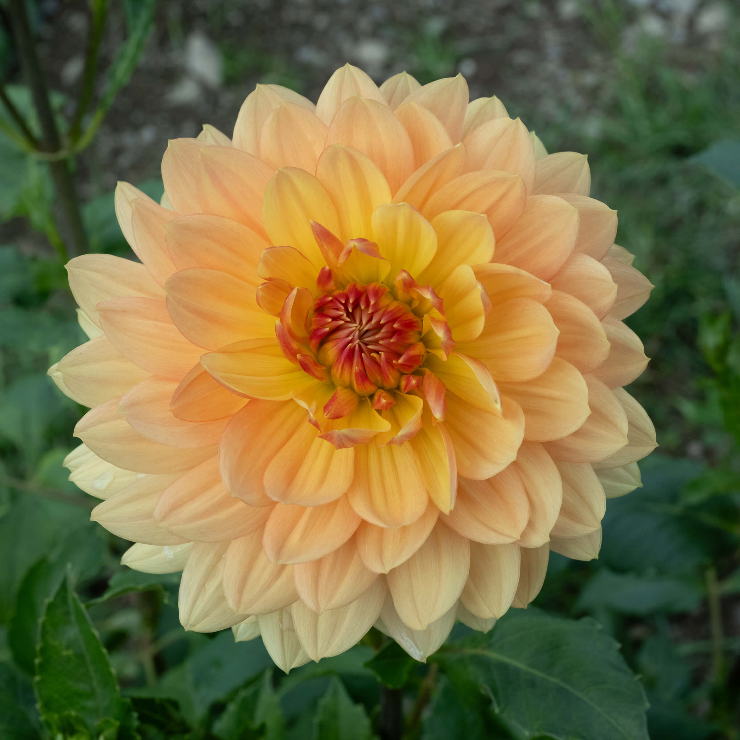 Rancho_MFox0460.jpg?v=