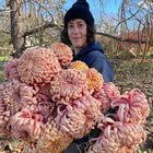 Heirloom Chrysanthemum Workshop