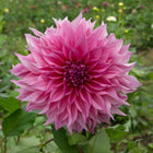 Café au Lait Rosé Dahlia