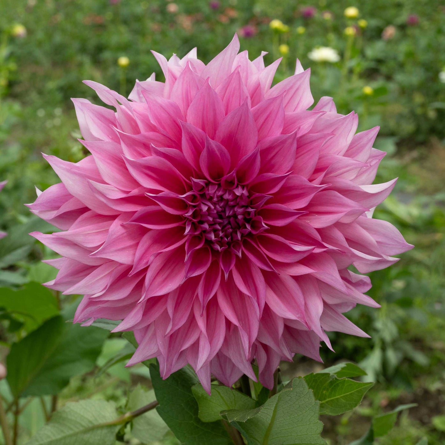 Café au Lait Rosé Dahlia