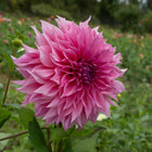 Café au Lait Rosé Dahlia
