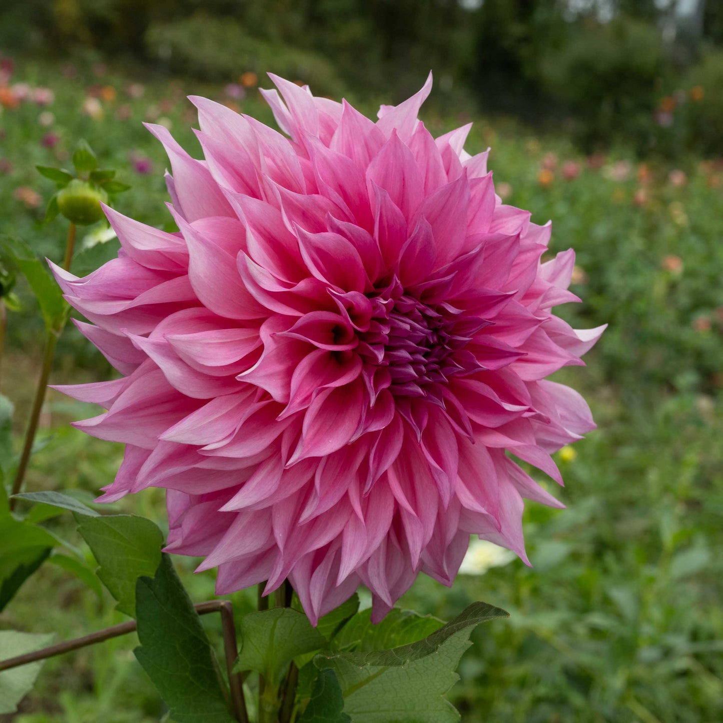 Café au Lait Rosé Dahlia