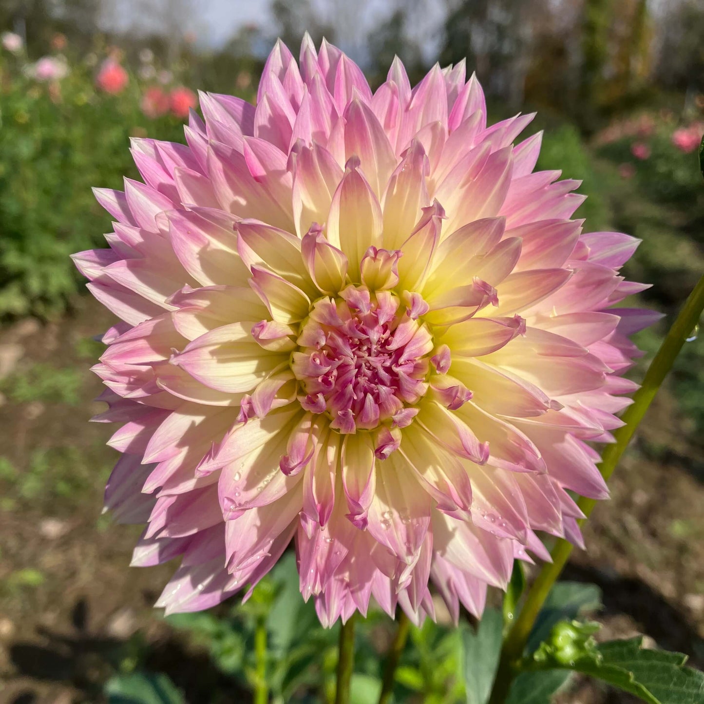 Sakura Fubuki Dahlia