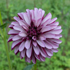 Salish Twilight Girl Dahlia