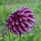 Salish Twilight Girl Dahlia