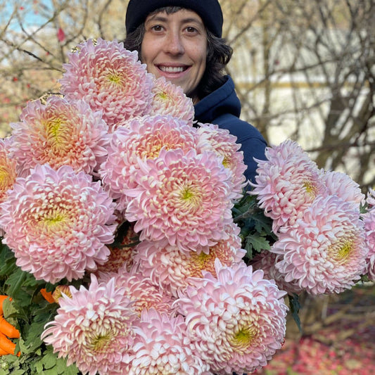 Heirloom Chrysanthemum Workshop