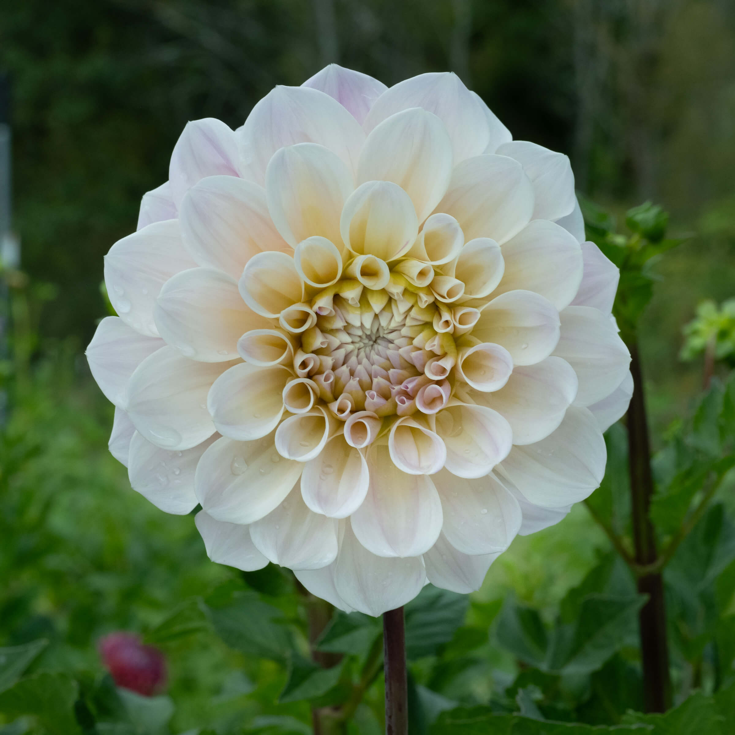challenger DAHLIA TEE 白 XXL Buy Dahlia Tubers Online – Page 5 – Bear Creek Farm