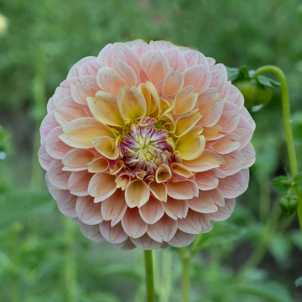 SweetSuzanne_MFox0570-